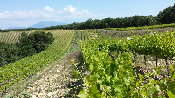 rencontres vignerons indépendants