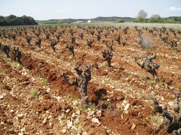 domaine viticole bio