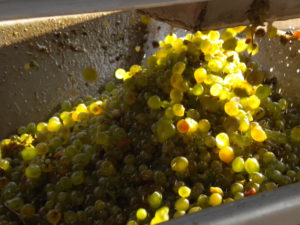 Grains de Viognier