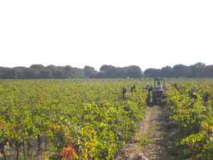 Parcellle de Viognier