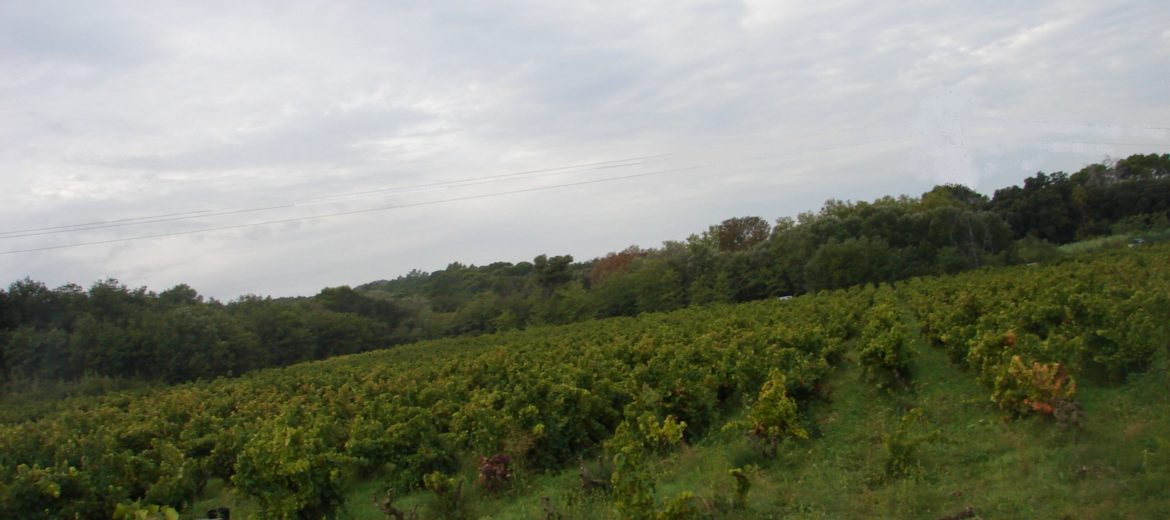 vendanges suze la rousse