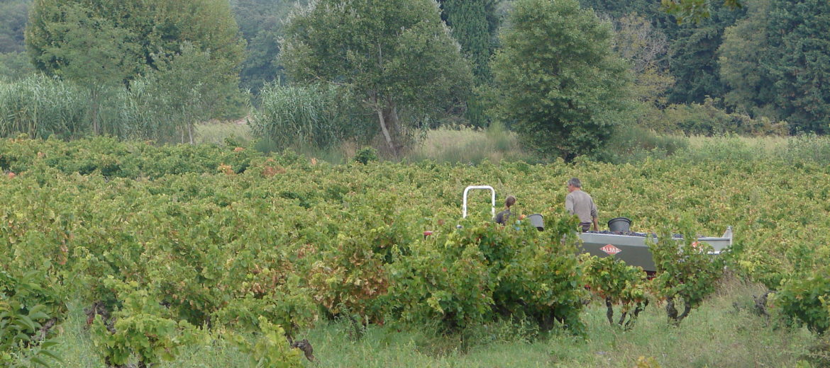vendanges suze la rousse