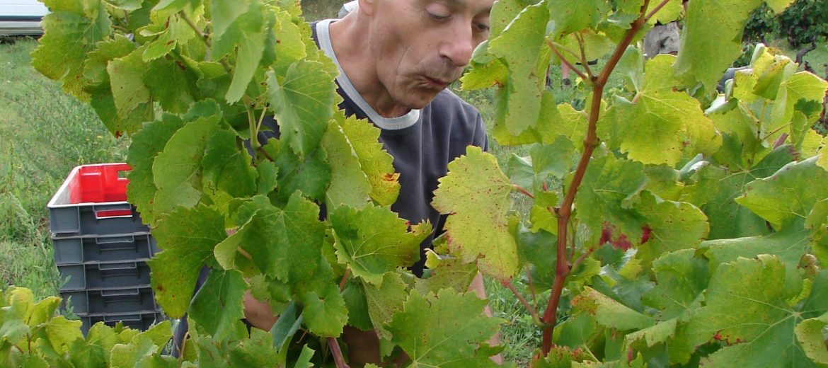 vendanges suze la rousse