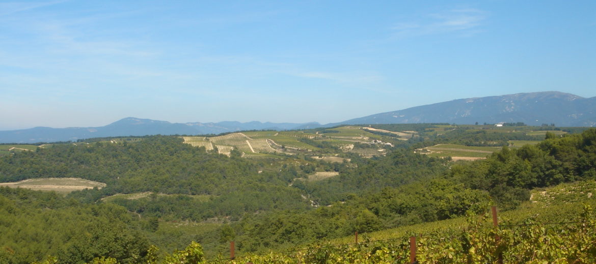 vendanges suze la rousse