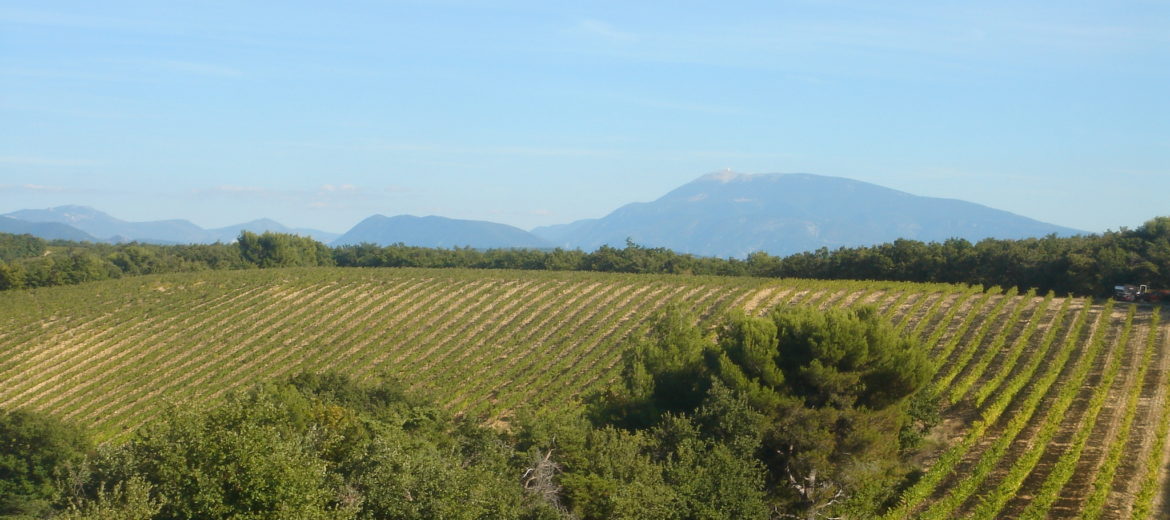 vendanges suze la rousse