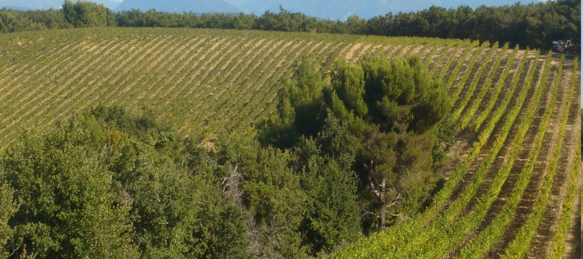 Nouveau pied de vigne à Visan en ces fêtes de fin d'année