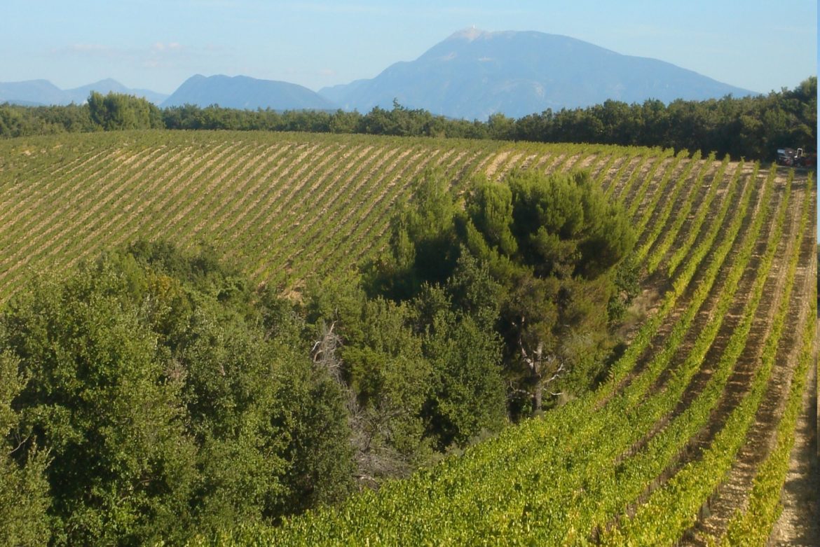 Nouveau pied de vigne à Visan en ces fêtes de fin d'année