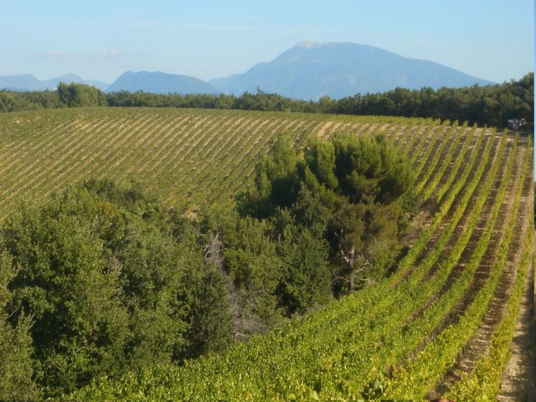 Nouveau pied de vigne à Visan en ces fêtes de fin d’année