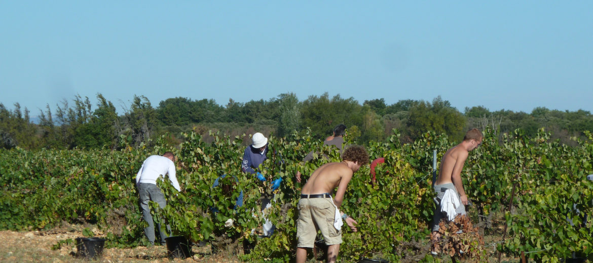 Ouverture des Vendanges - Saison 2011