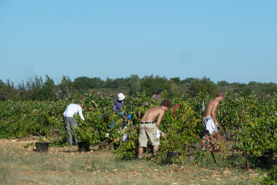 Ouverture des Vendanges - Saison 2011