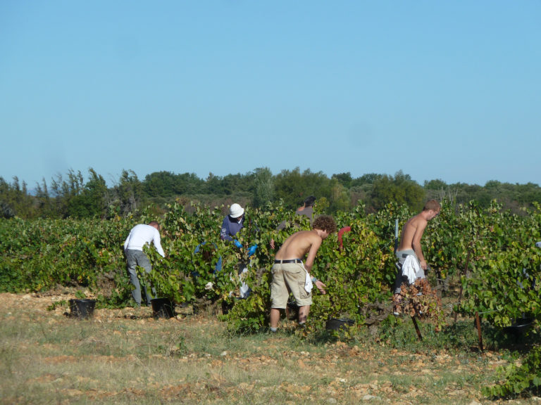 Ouverture des Vendanges – Saison 2011