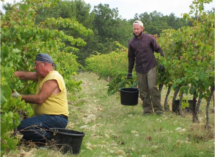 Vendange domaine du jas
