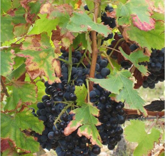 raison grenache vin