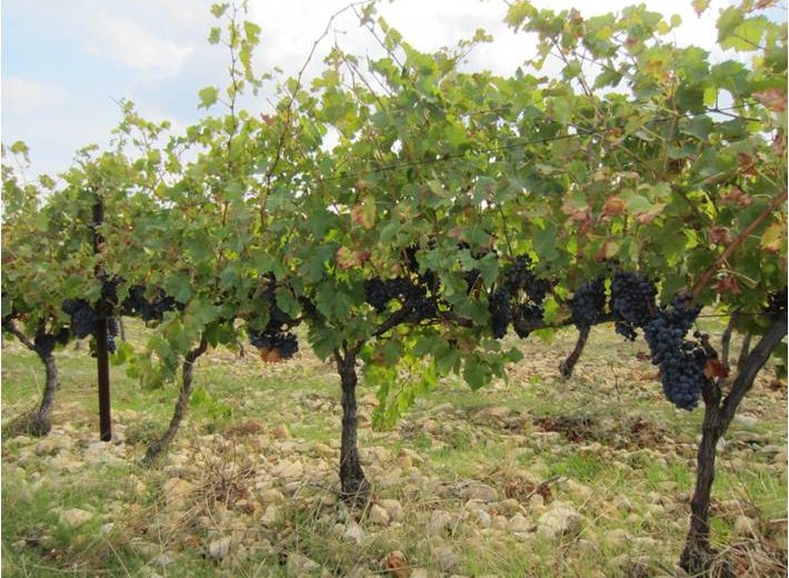 Syrah domaine du jas