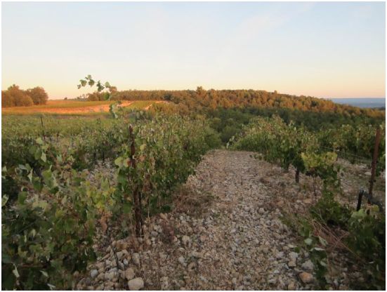 Vendanges 2012