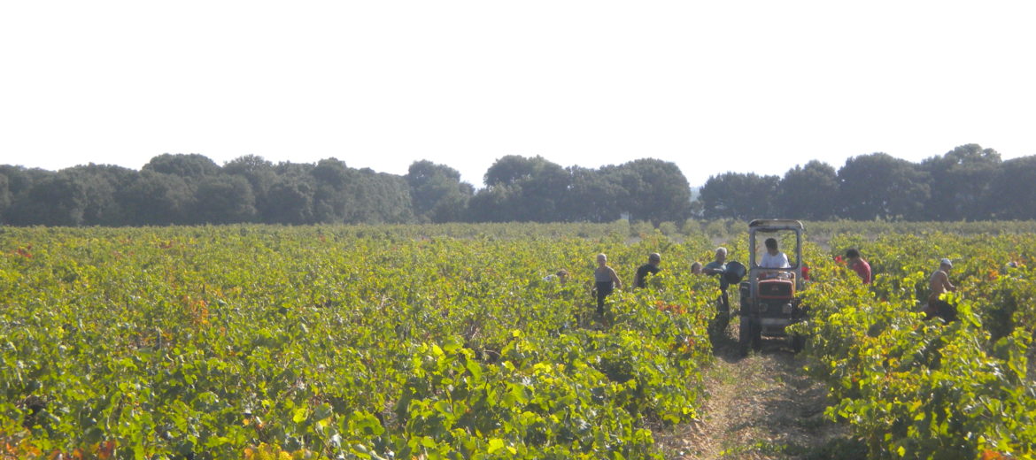 Vendanges 2013