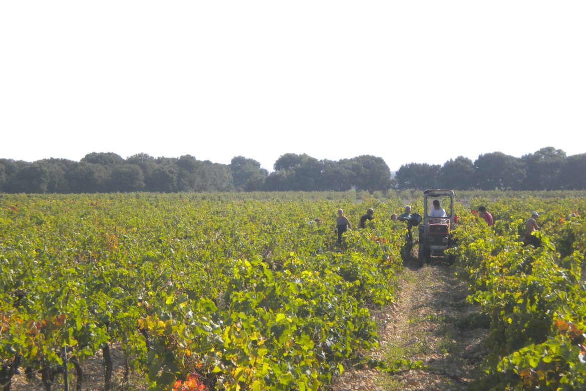 Vendanges 2013