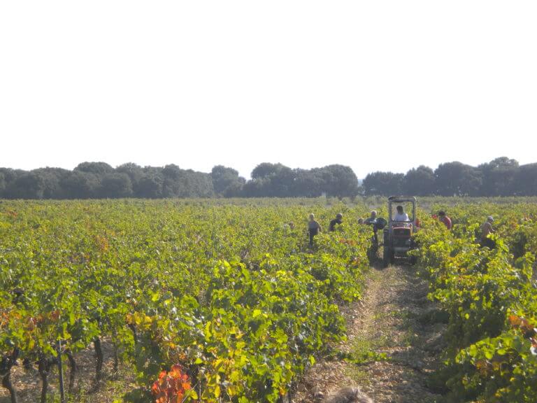 Vendanges 2013