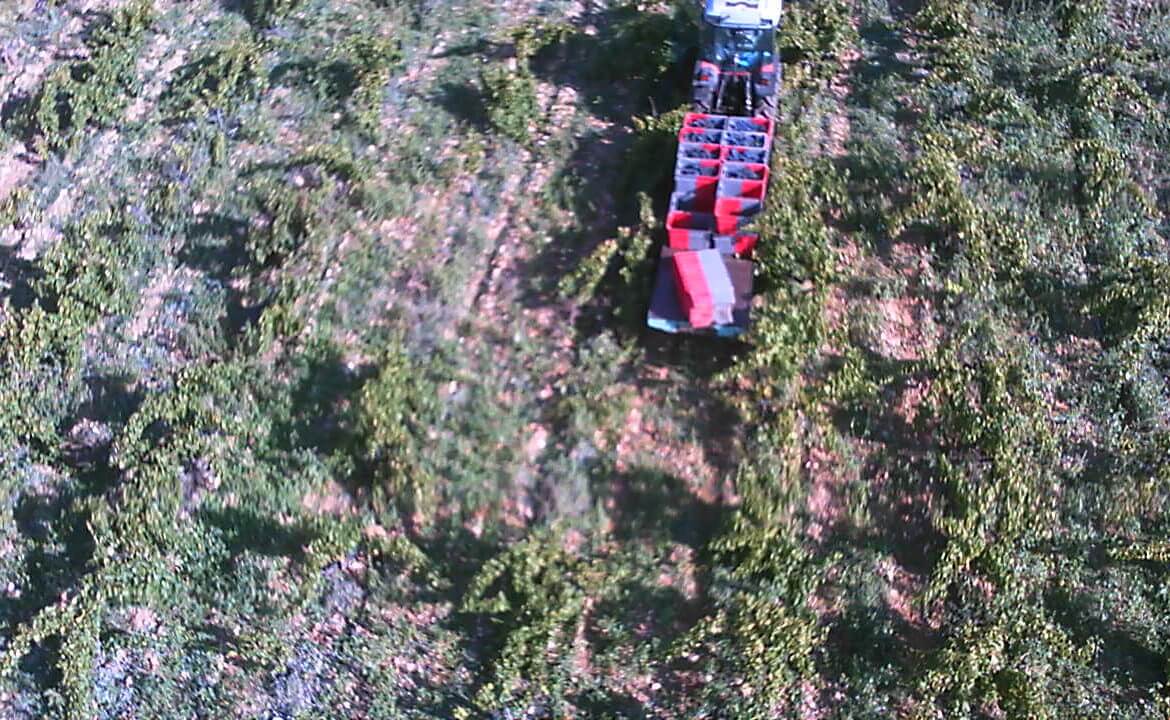 Vendanges 2015 : le raisin est bien dans les cuves !