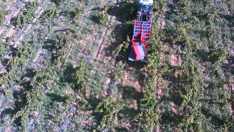 Vendanges 2015 : le raisin est bien dans les cuves !