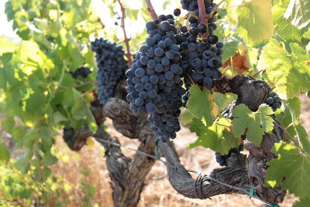 syrah-domaine-du-jas